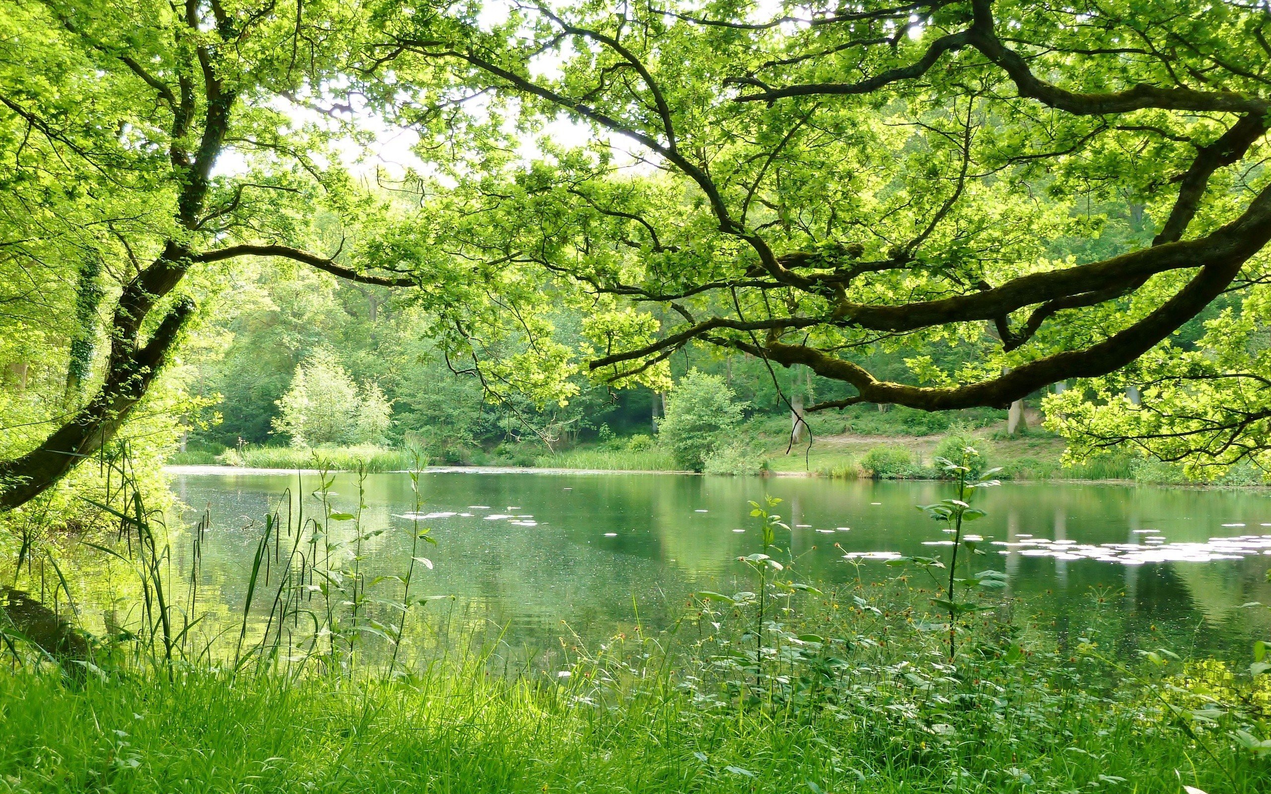 forest landscape