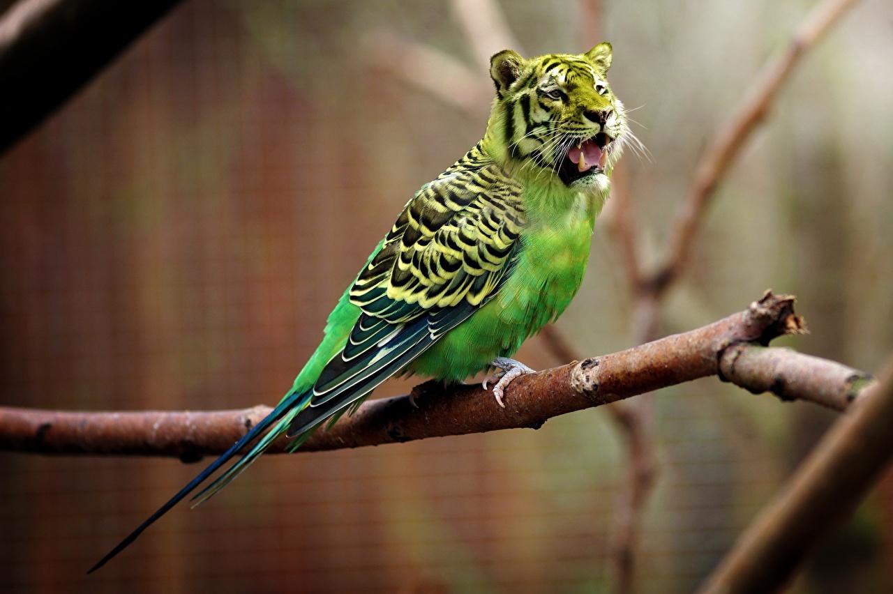 Wallpaper Humor Birds Tigers Parrot Creative Branches