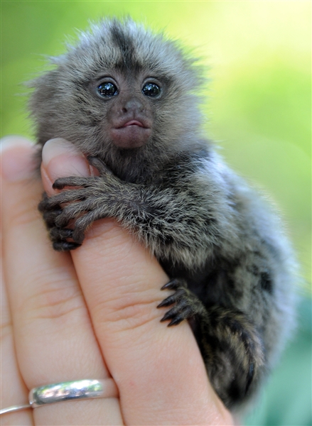 Finger Monkey New Funny Photos And Cute Animals