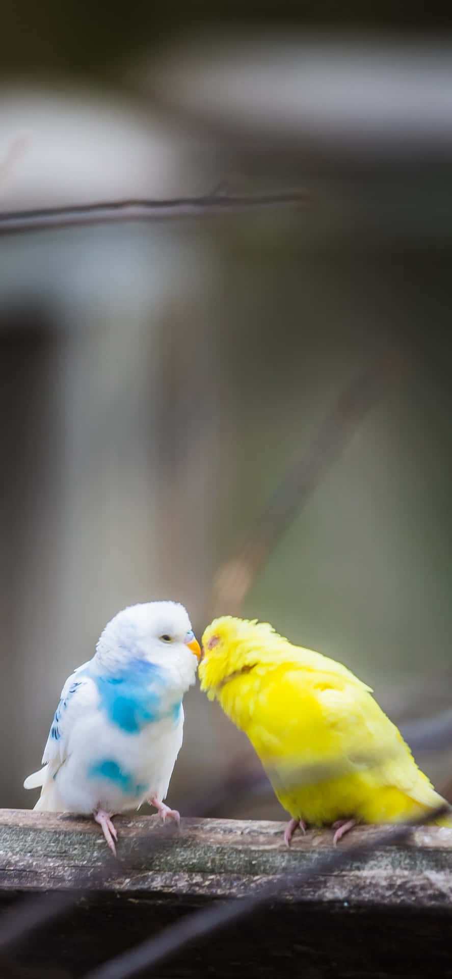 Bird iPhone Background Wallpaper