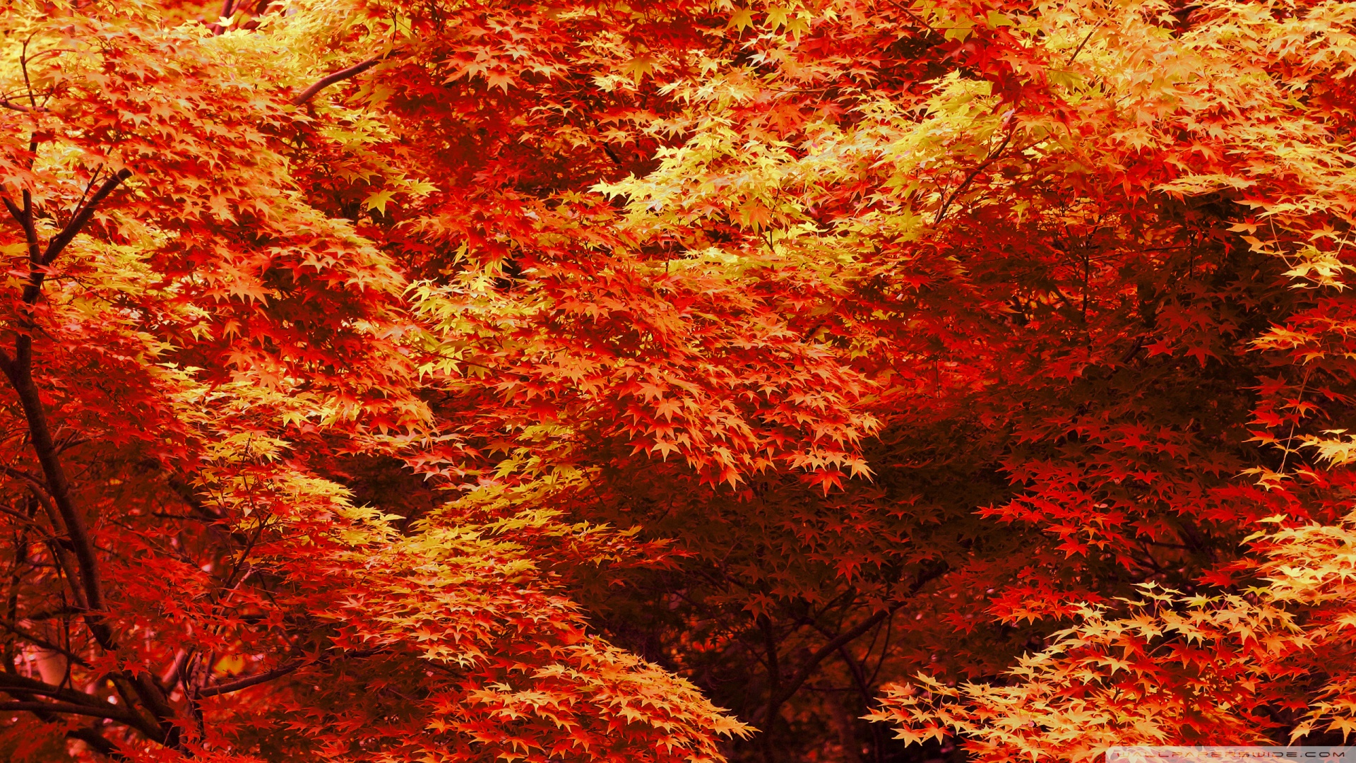 Japanese Maple Trees Autumn Wallpaper