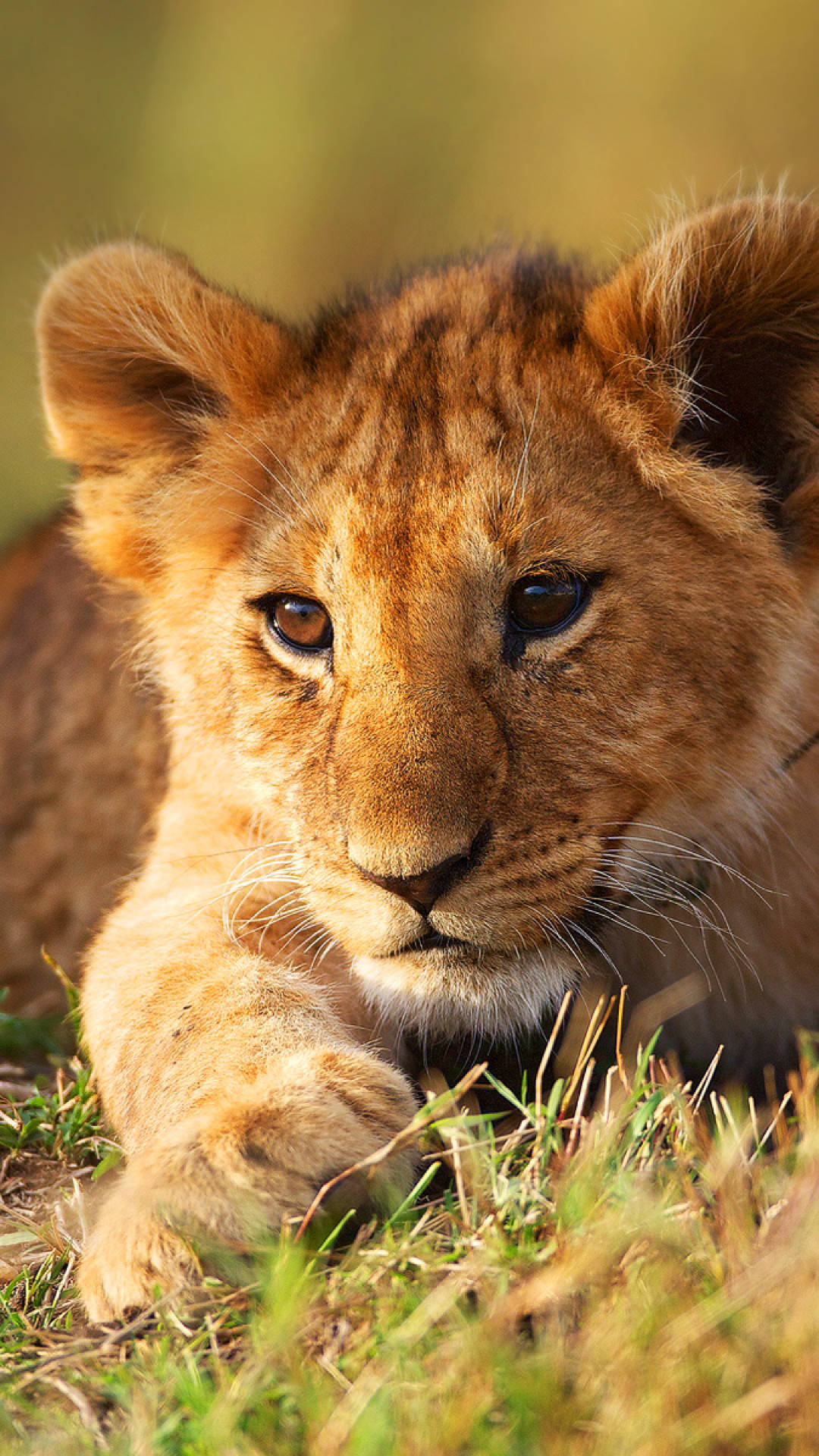 Baby Lion Wallpaper
