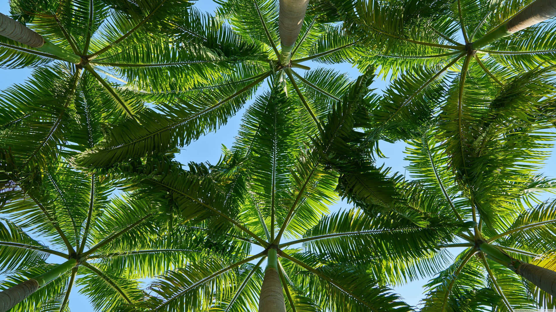 Tropical Leaves Desktop Wallpaper
