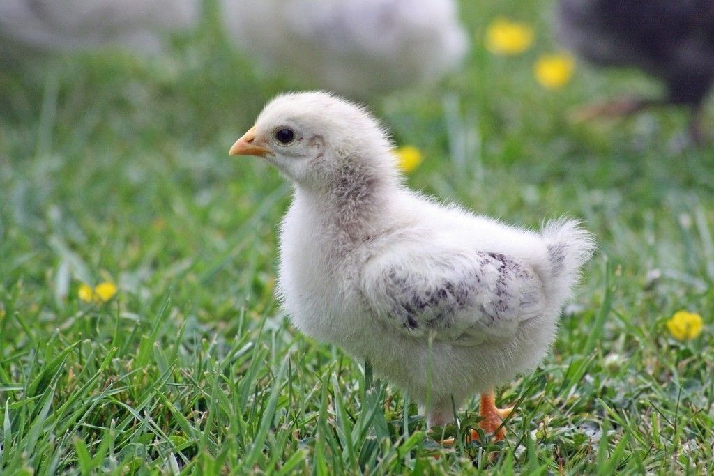 Chick Baby Bird Walk Grass Field Wallpaper Farm Animals