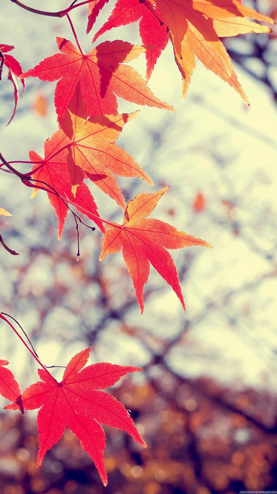 November iPhone Wallpaper