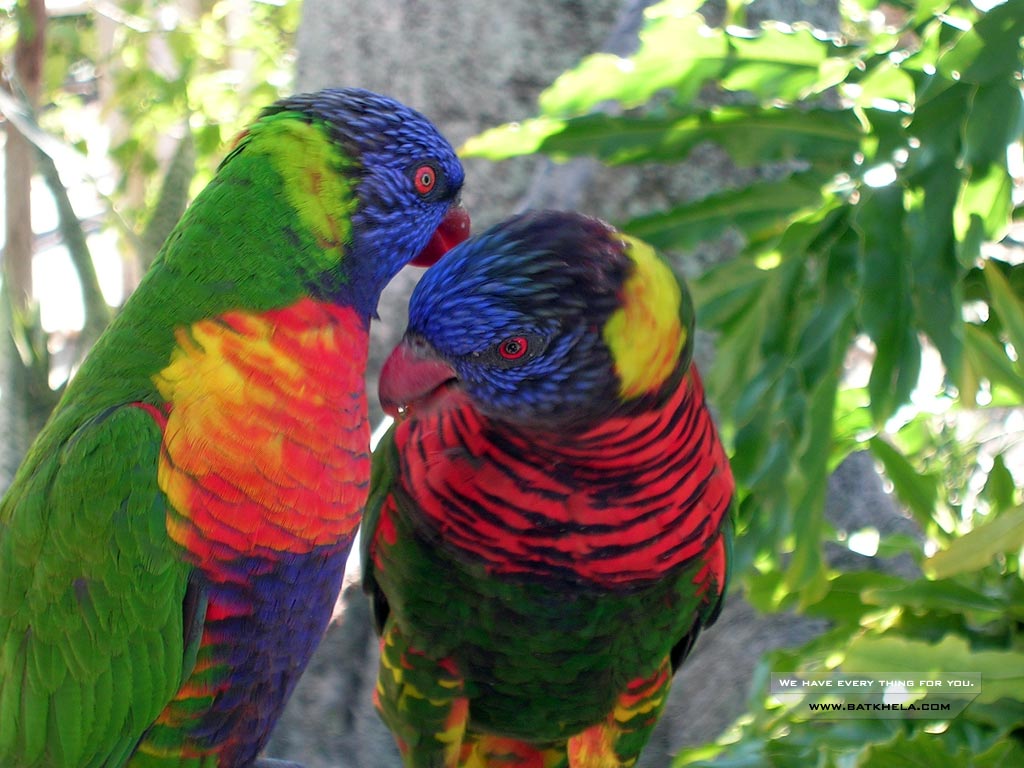 Amazing Desktop Wallpaper Collection Of Beautiful Birds