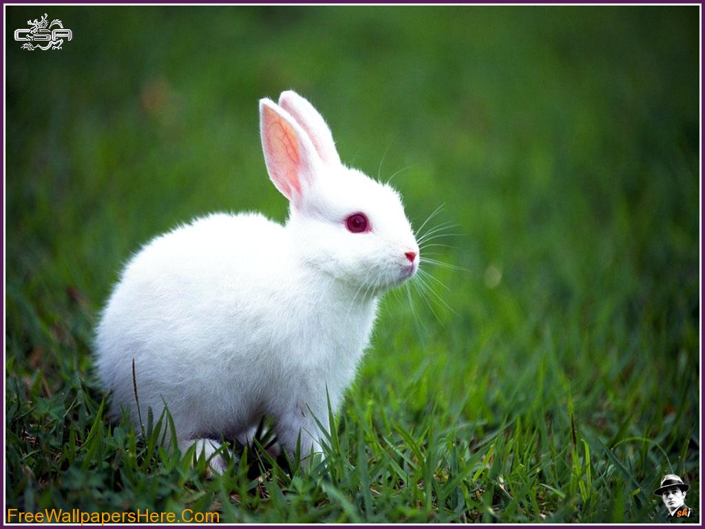 White Rabbit Wallpaper HD In Animals Imageci