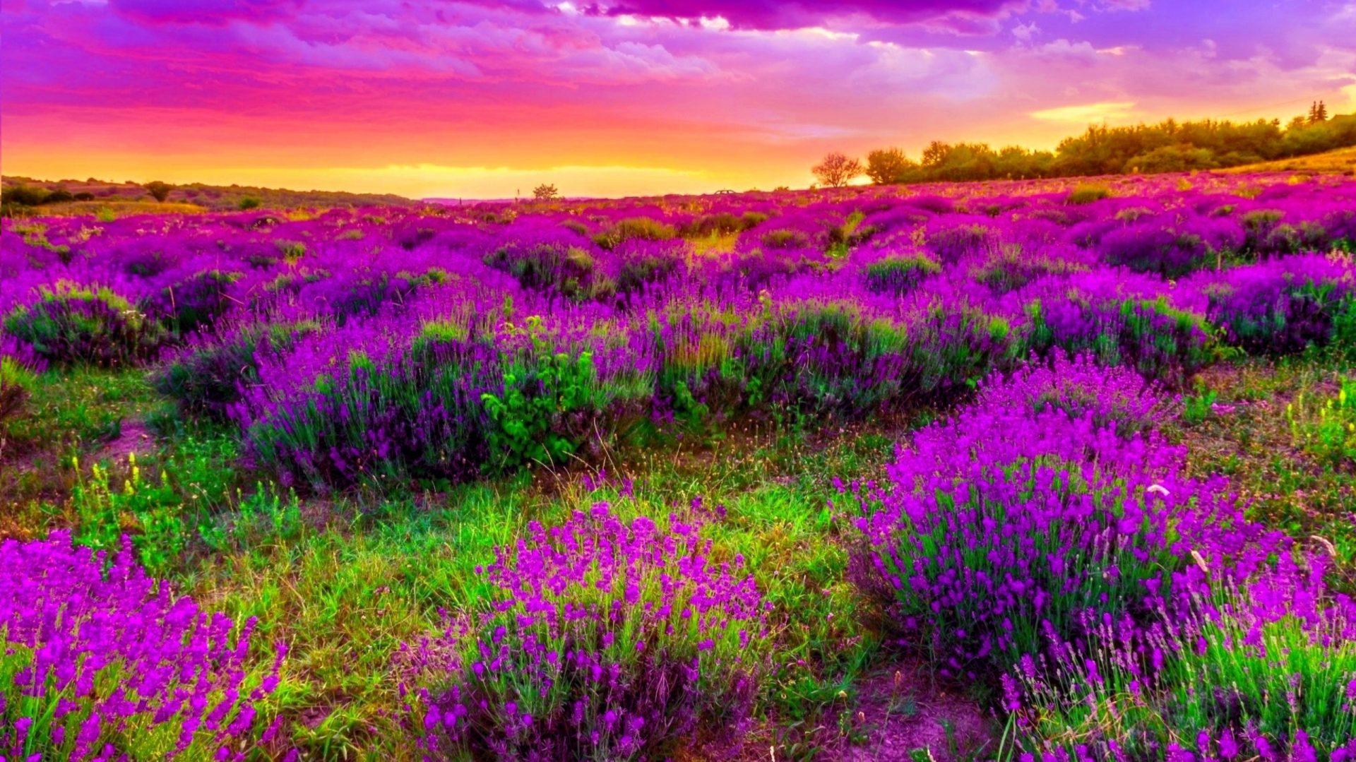 Landscape Field With Purple Spring Flowers Beautiful Sunset