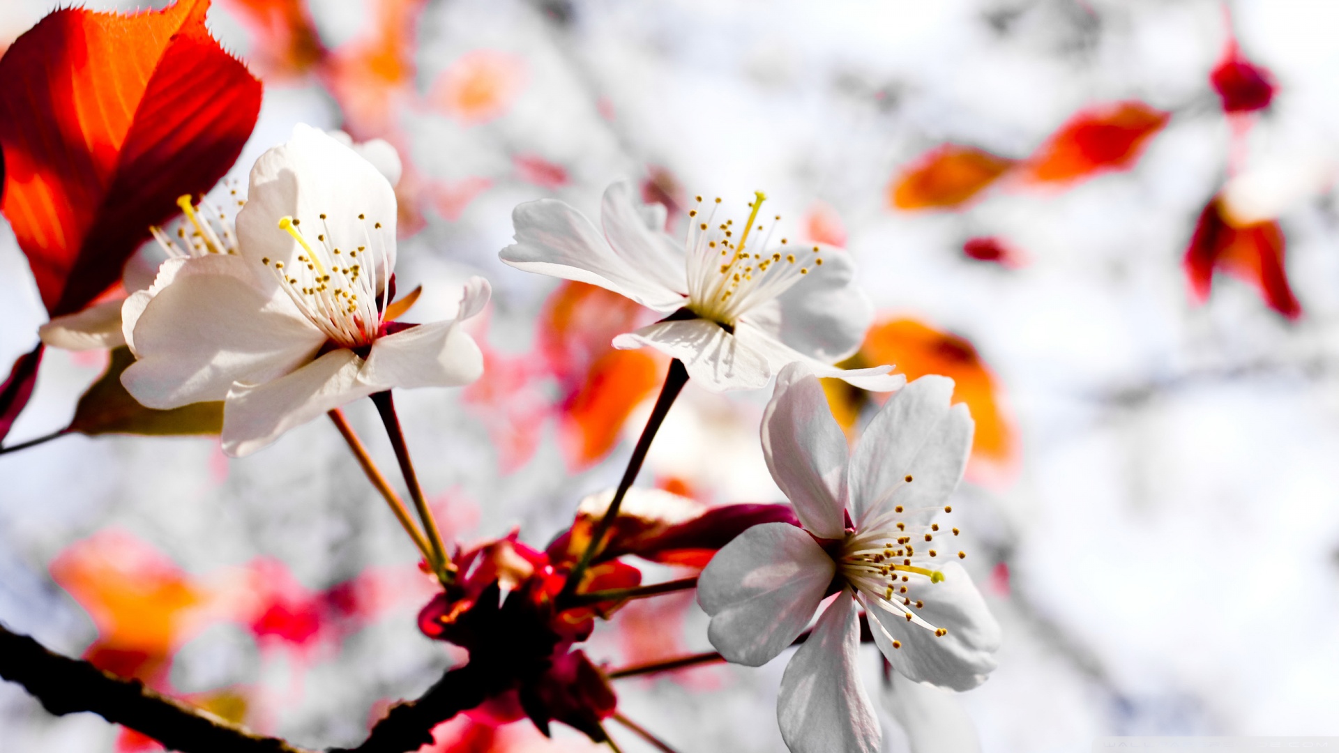 April Spring Flowers Desktop Wallpaper