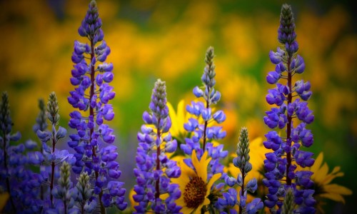 Purple Flowers Image 1080p Ultra HD Wallpapers hdwallpaperspackin 500x300