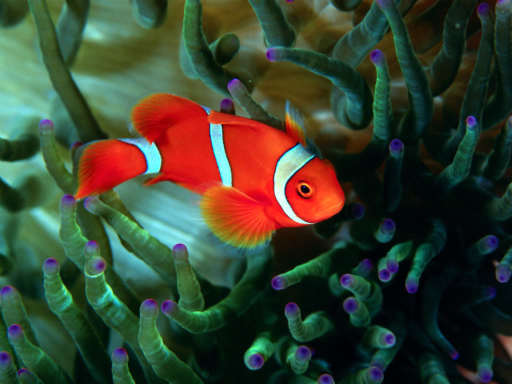 Animals Ocean Reef Fish Wallpaper