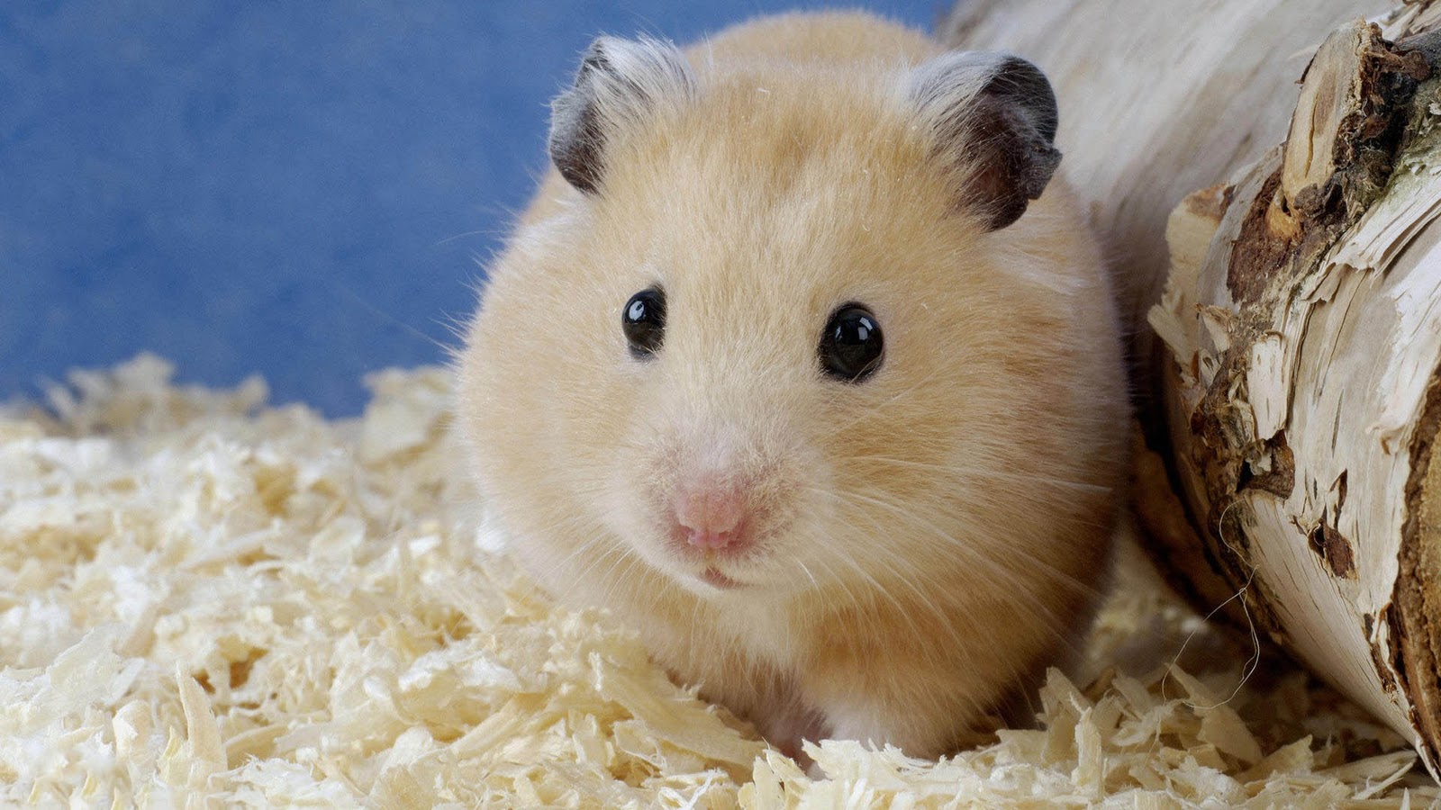 Cute Animal Hamster Wallpaper Background
