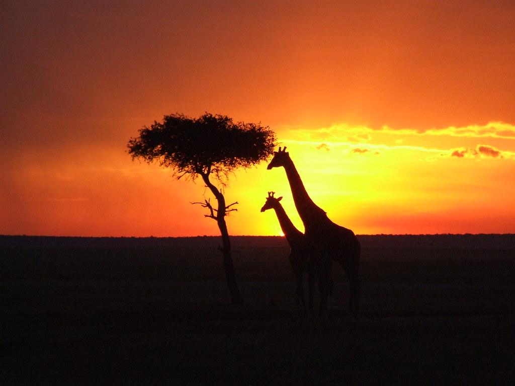 Masai Mara Sunset This work is licensed under a Creative C Flickr