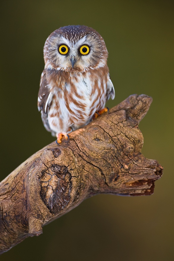Owl Hoot Owls