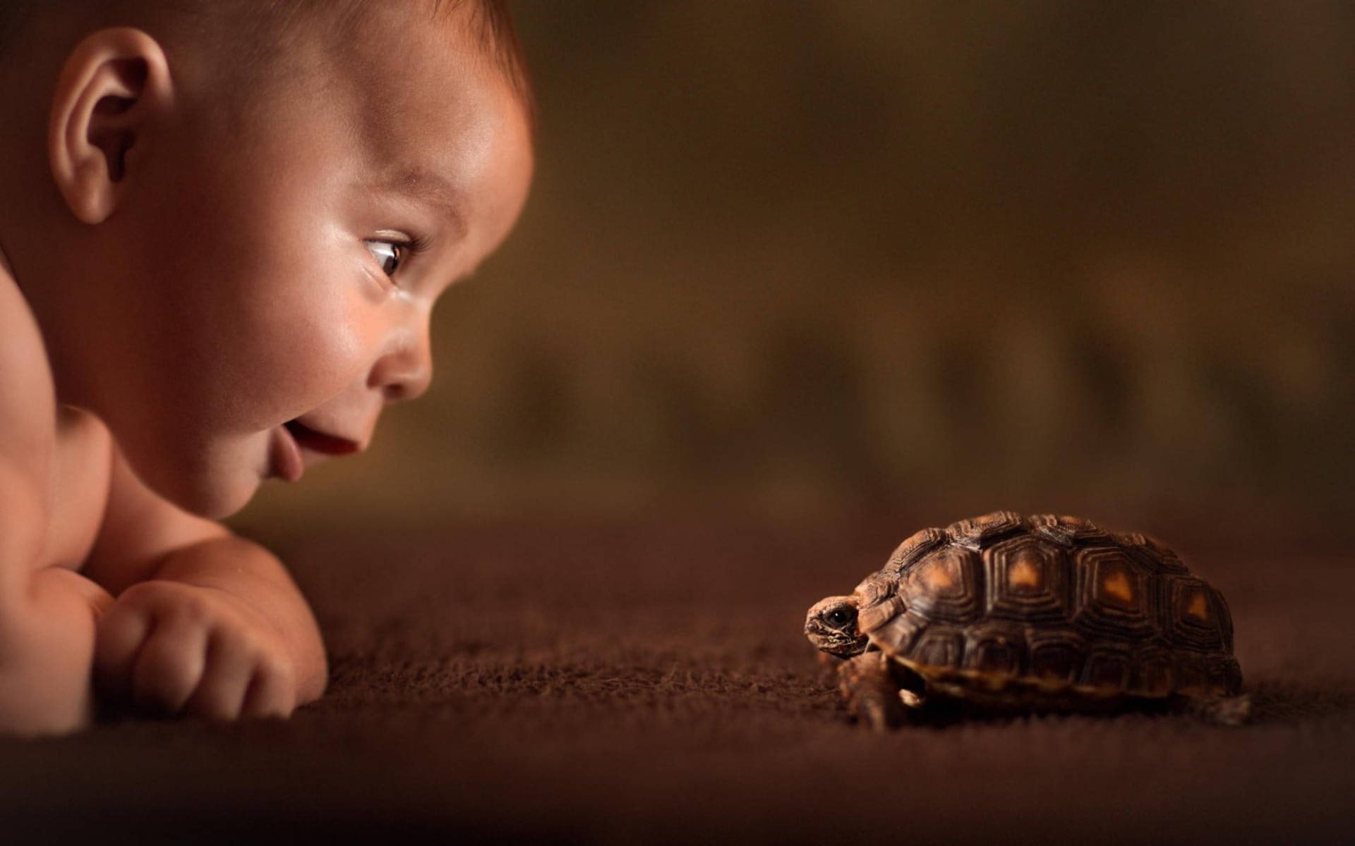 Top Cool Turtle Wallpaper Full HD 4k To Use