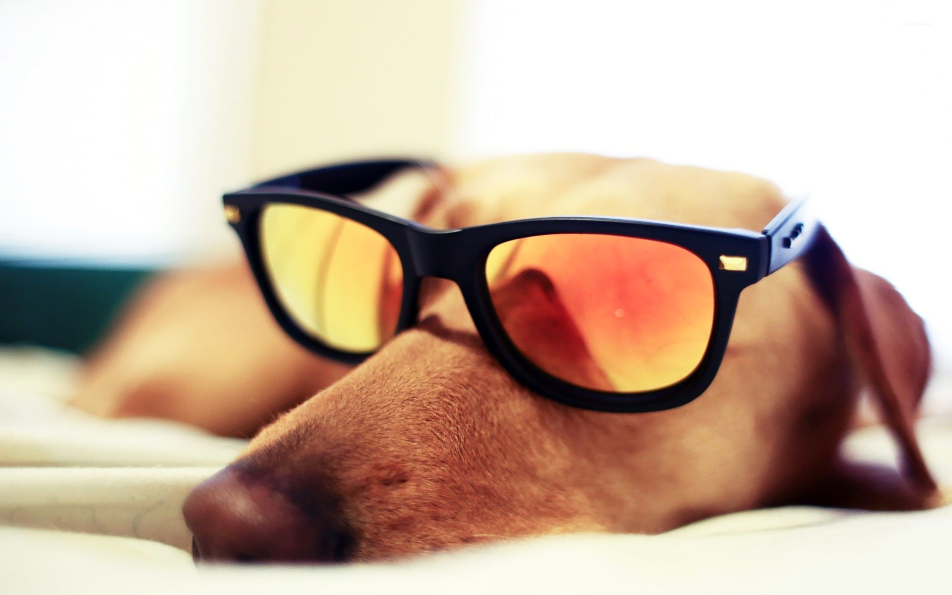 Dog Sleeping With Sunglasses Wallpaper Animal