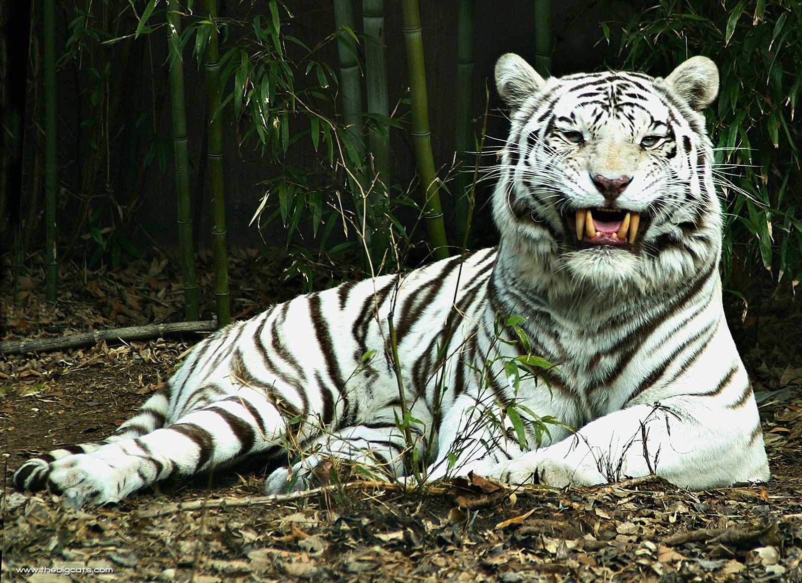 Wallpaper For Desktop Photos Of Looking White Tiger