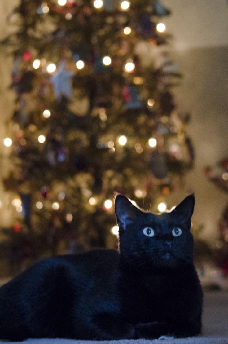 Black Cat In Front Of The Christmas Tree Cats