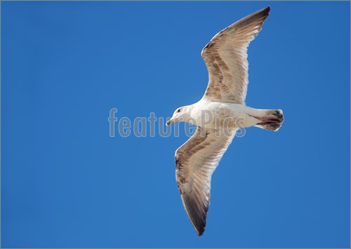 Of White And Brown Seagull Flying With Blue Sky In The Background