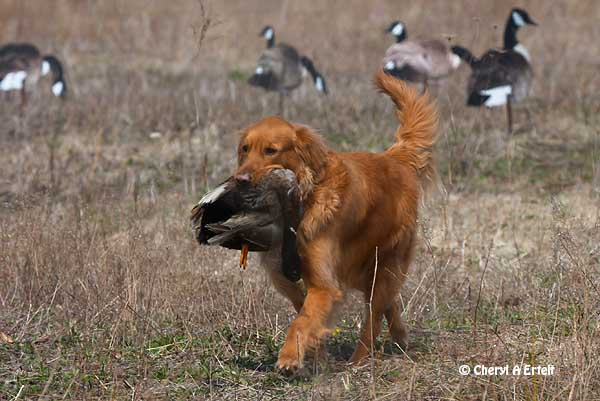 Golden Retriever Hunting Background Dogbreedswallpaper