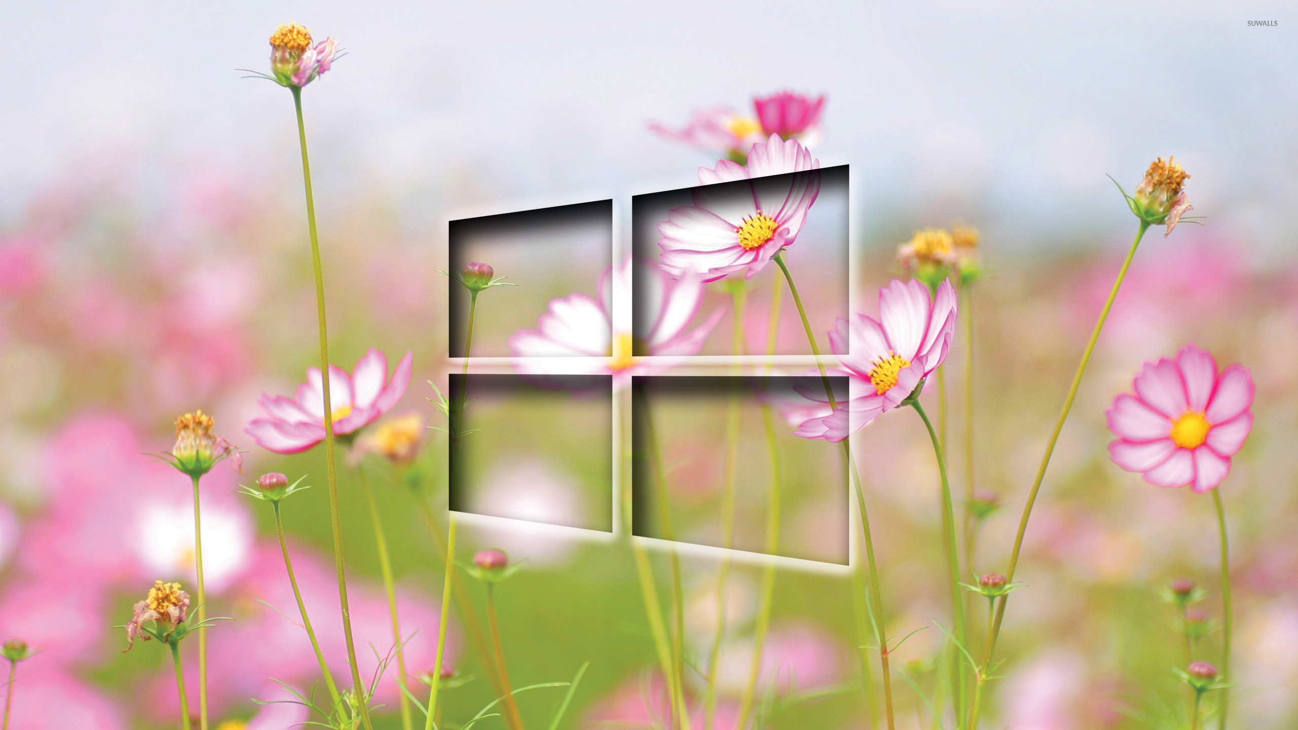 Windows Transparent Logo On Cosmos Blossoms Wallpaper Puter