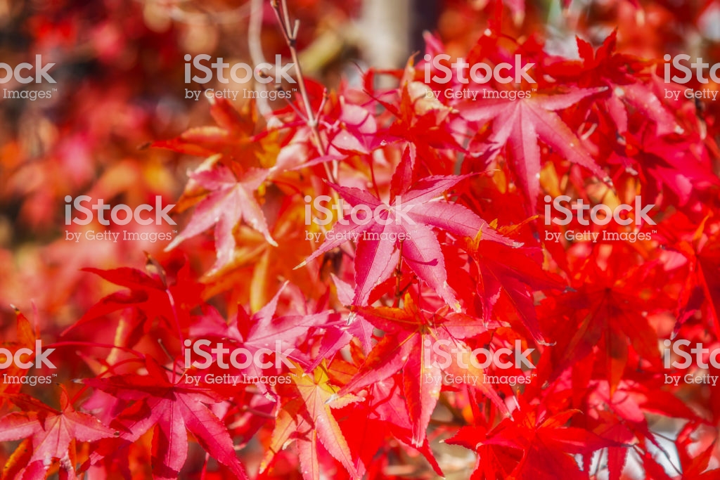 Autumn Foliage Background Red Maple Momiji Japan Stock Photo