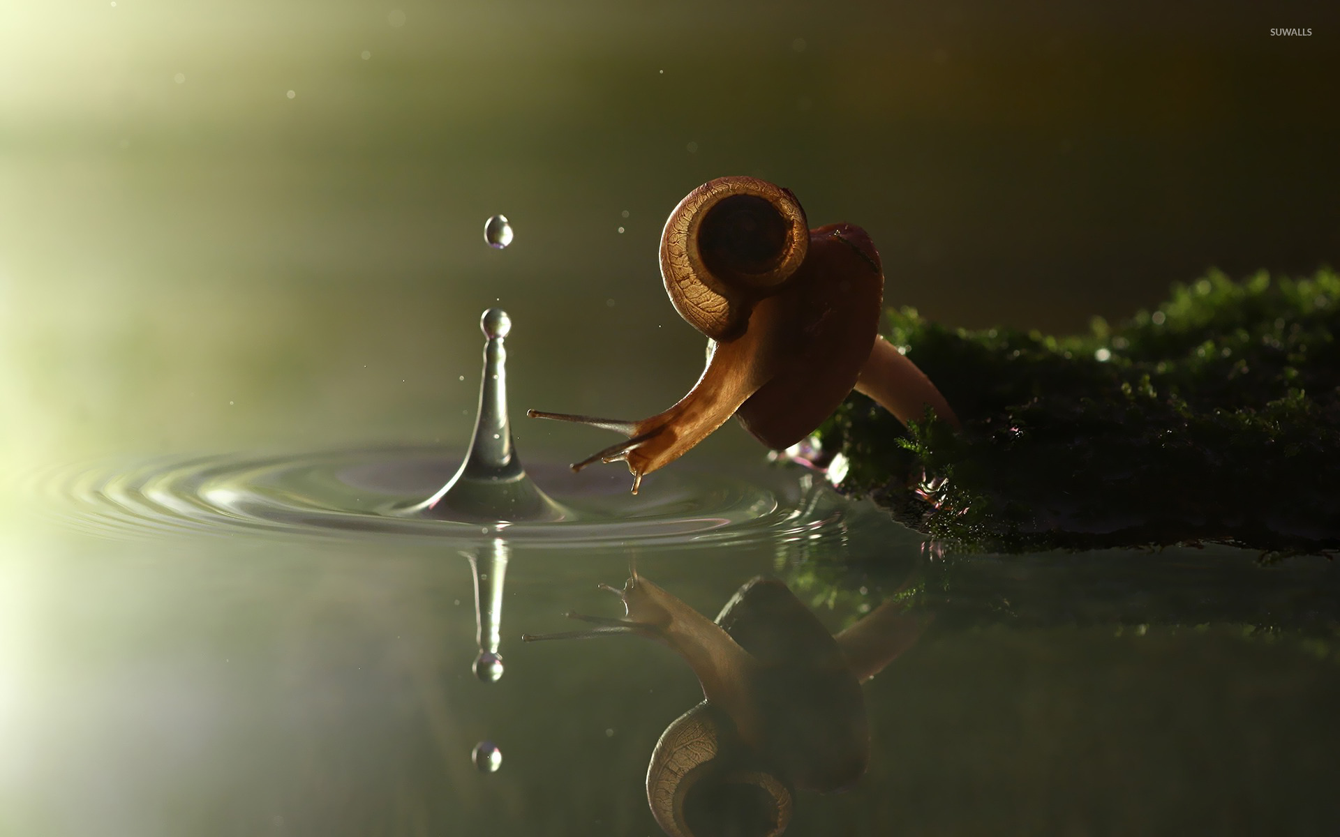 Snail Wallpaper