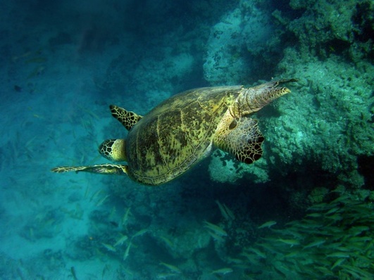 Image Online Green Sea Turtle Pictures