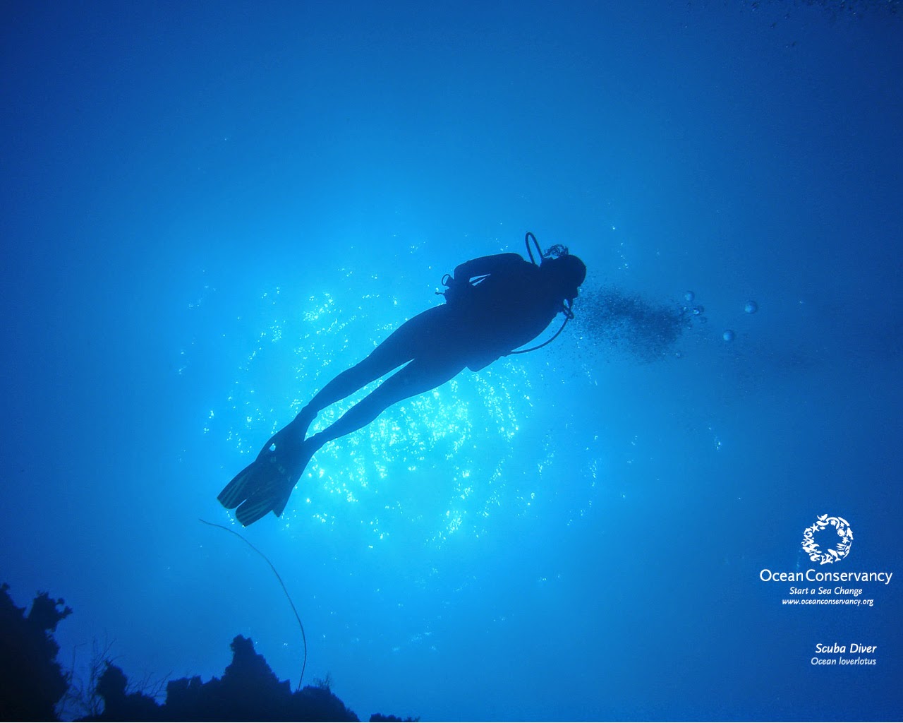Scuba Diving Wallpaper Dive Tenerife