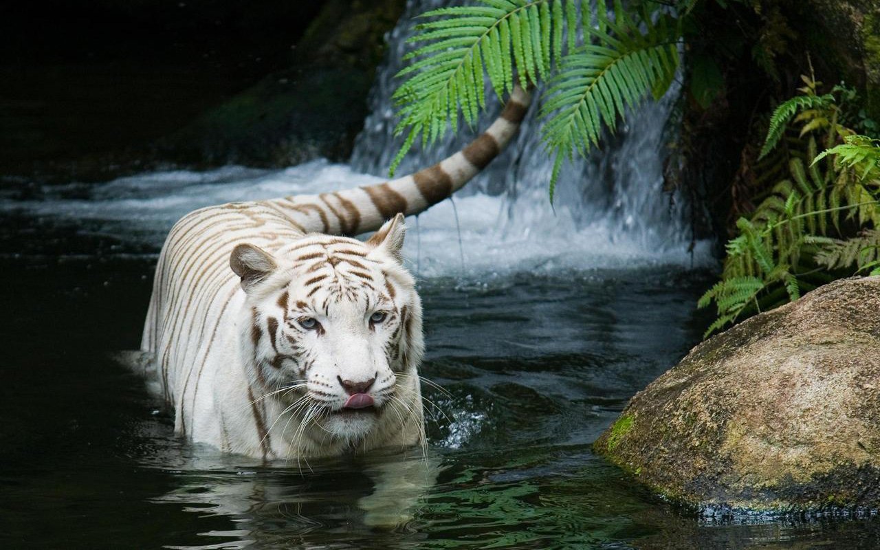 White Tiger Beautiful Wallpapers HD Wallpapers