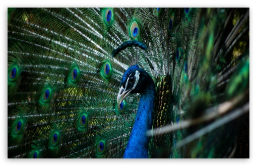 Peacock HD Wallpaper For Standard Fullscreen Uxga Xga Svga Wide