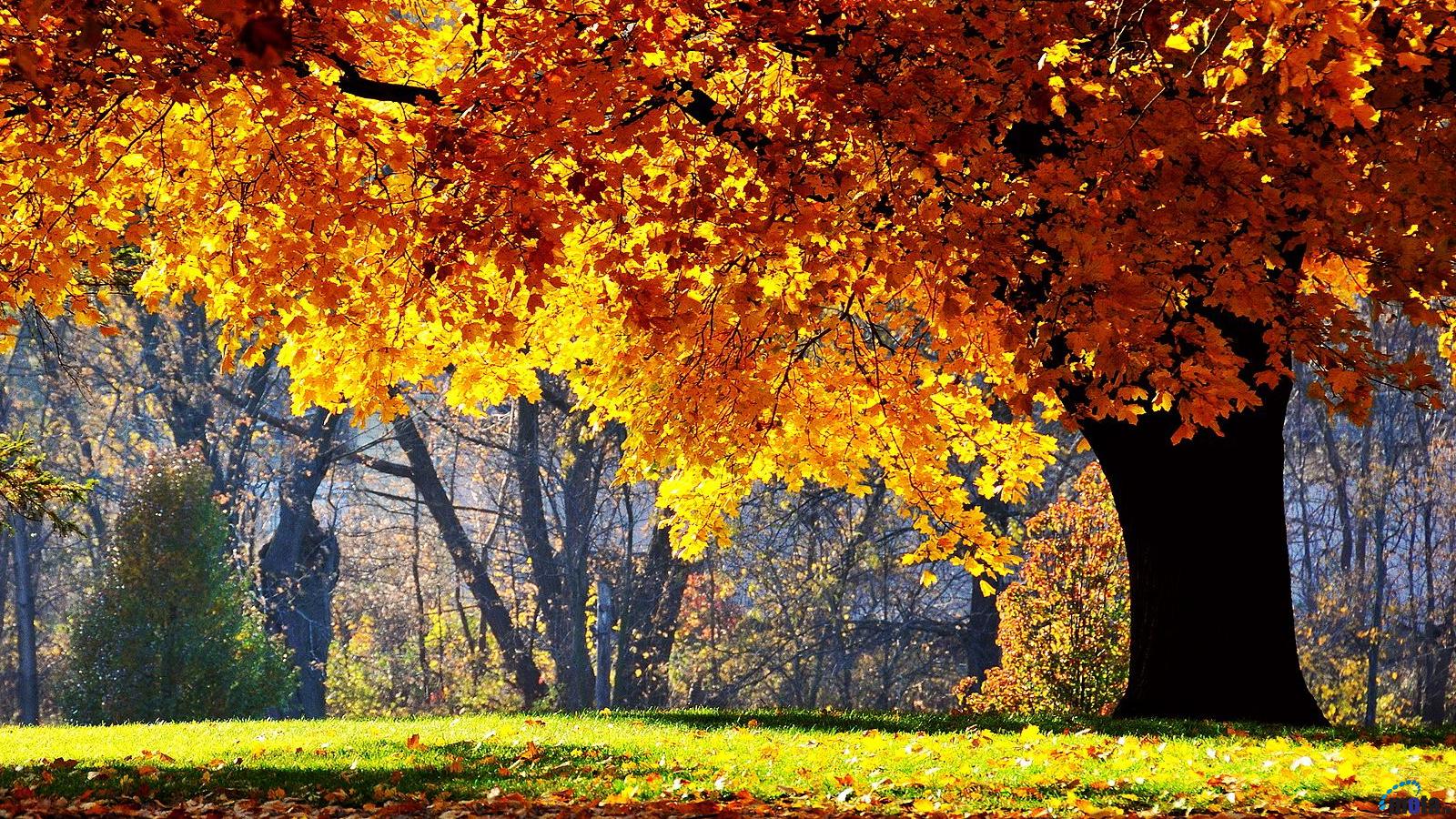 Wallpaper Autumn Oak Tree X Widescreen Desktop