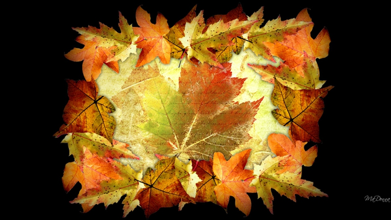 Abstract Autumn Framed Nature Flowers HD Wallpaper
