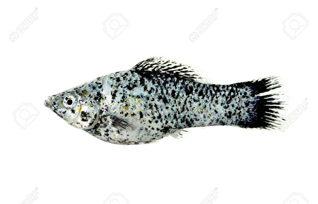 Free download Molly Fish Isolated On The White Background Stock Photo