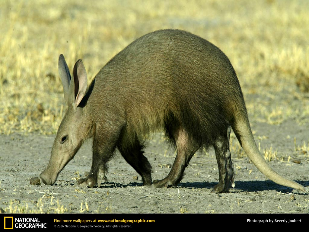 Aardvark Picture Desktop Wallpaper