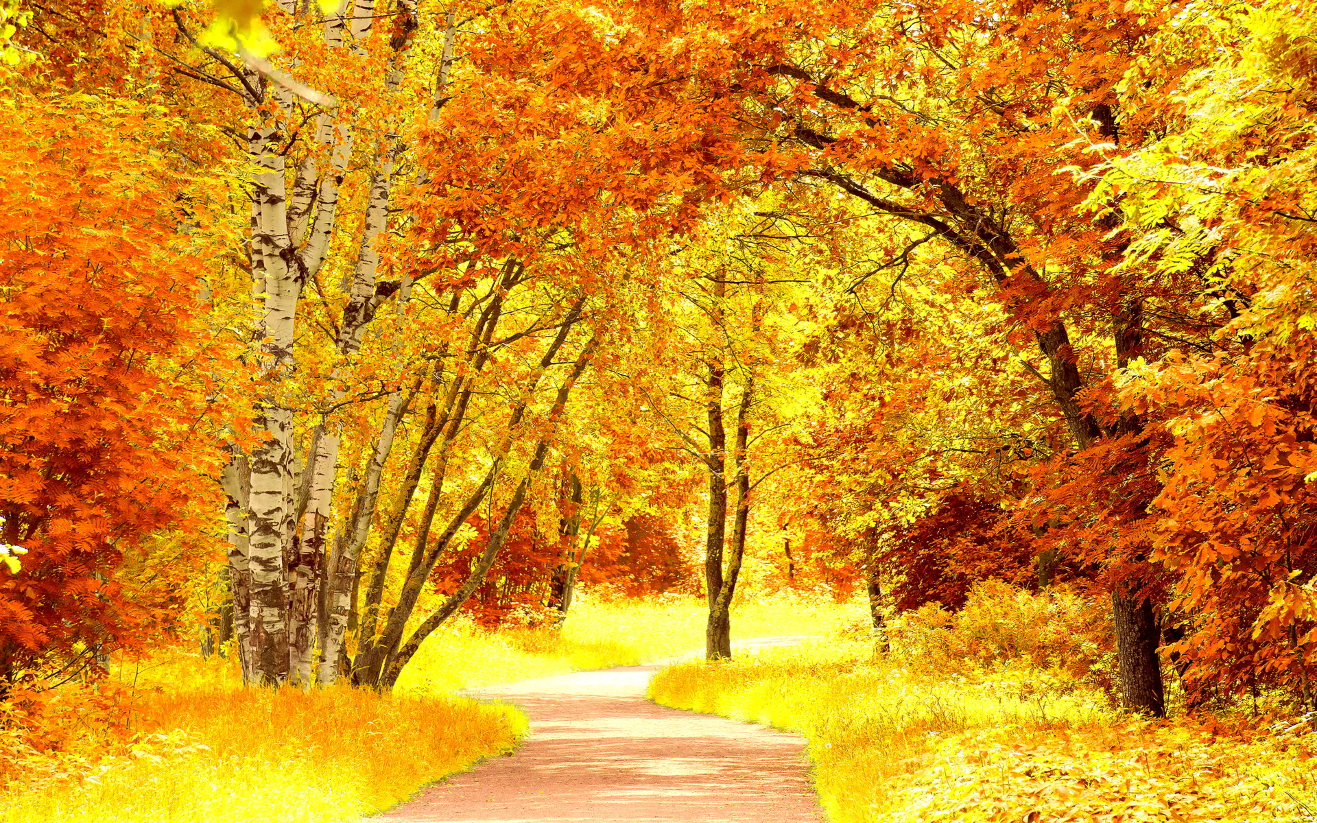 Yellow Color Wallpaper High Definition Quality
