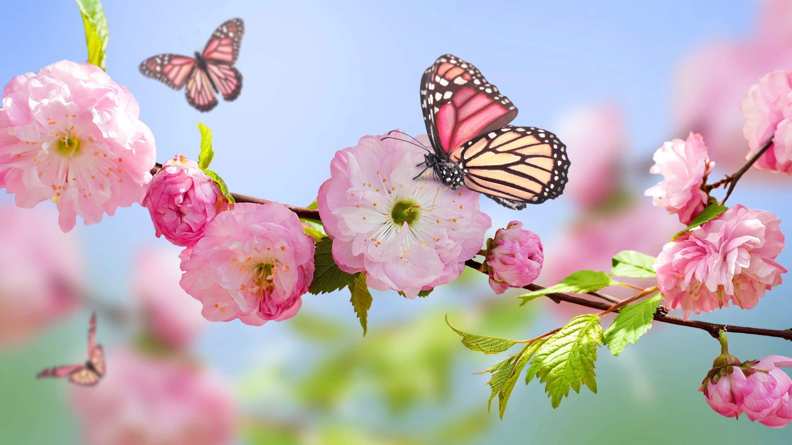 Spring Butterfly Wallpaper Top