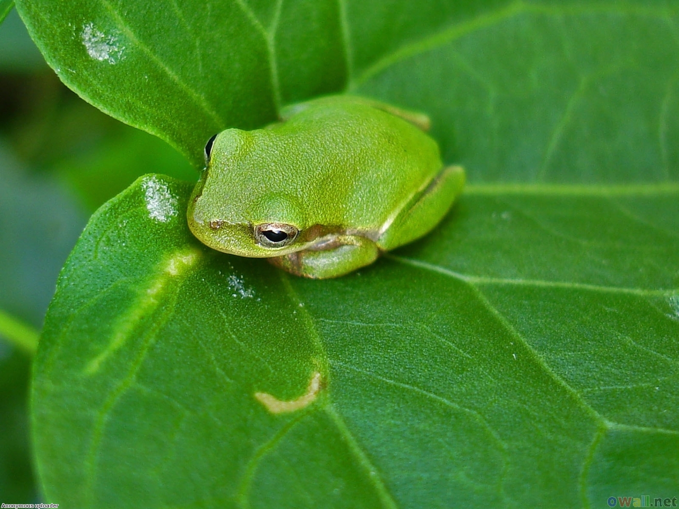 Small green frog wallpaper 17308   Open Walls