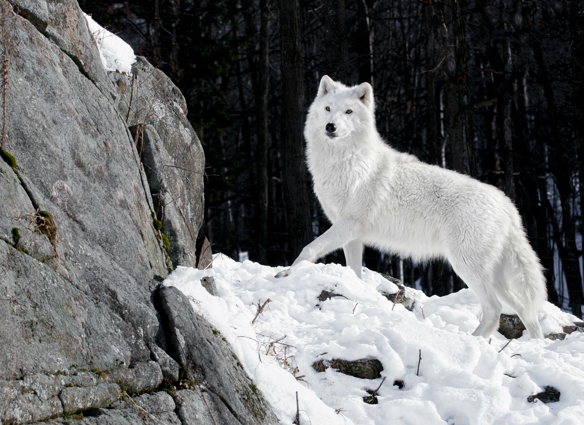 Wolves White Animals wolf wallpaper 1920x1397 64755 WallpaperUP