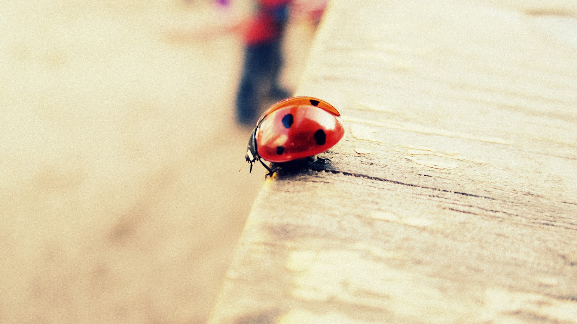 Best Ladybug Macro Wallpaper HD High Resolution