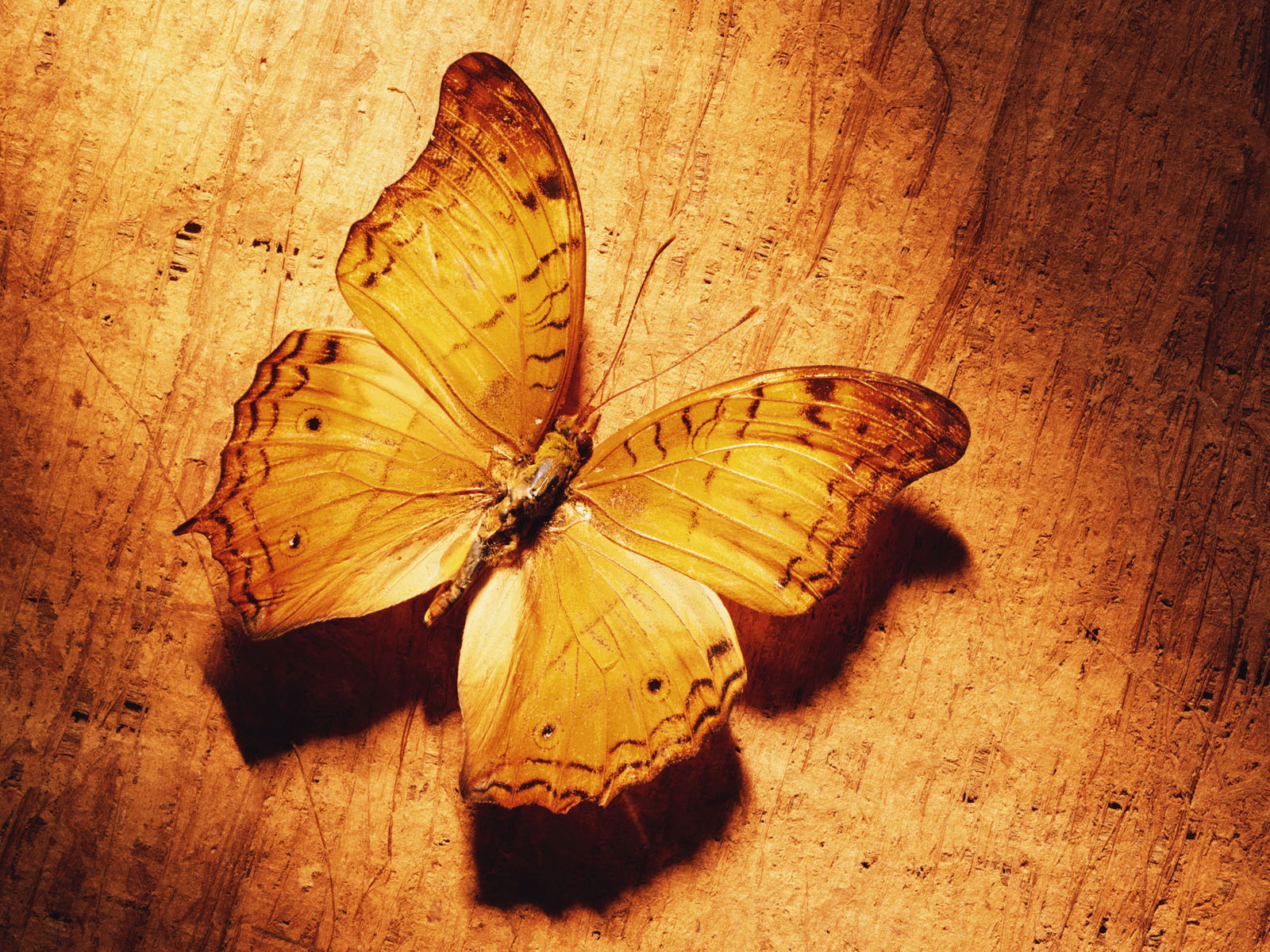 Butterfly Wallpaper 3d Nature