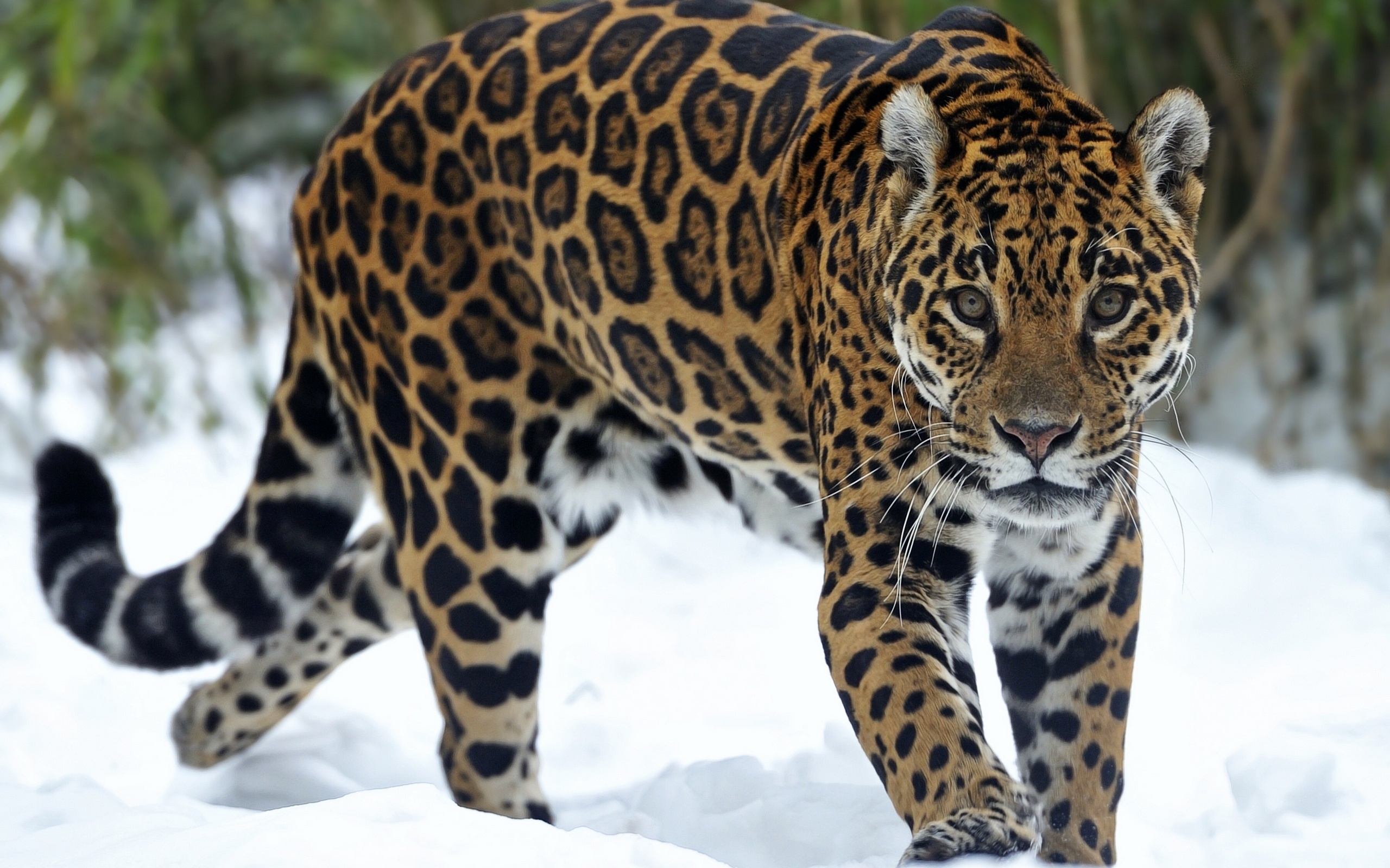 Jaguar Wallpaper Animal Johnywheels