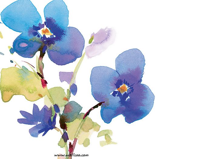 Beautiful Flower Illustration Watercolor Painting Wallcoo