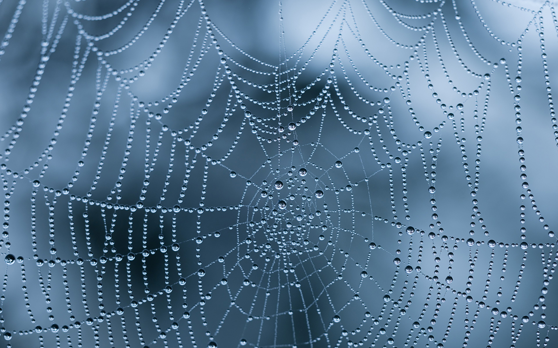 Incredible Spiderweb Wallpaper With Water Drops And