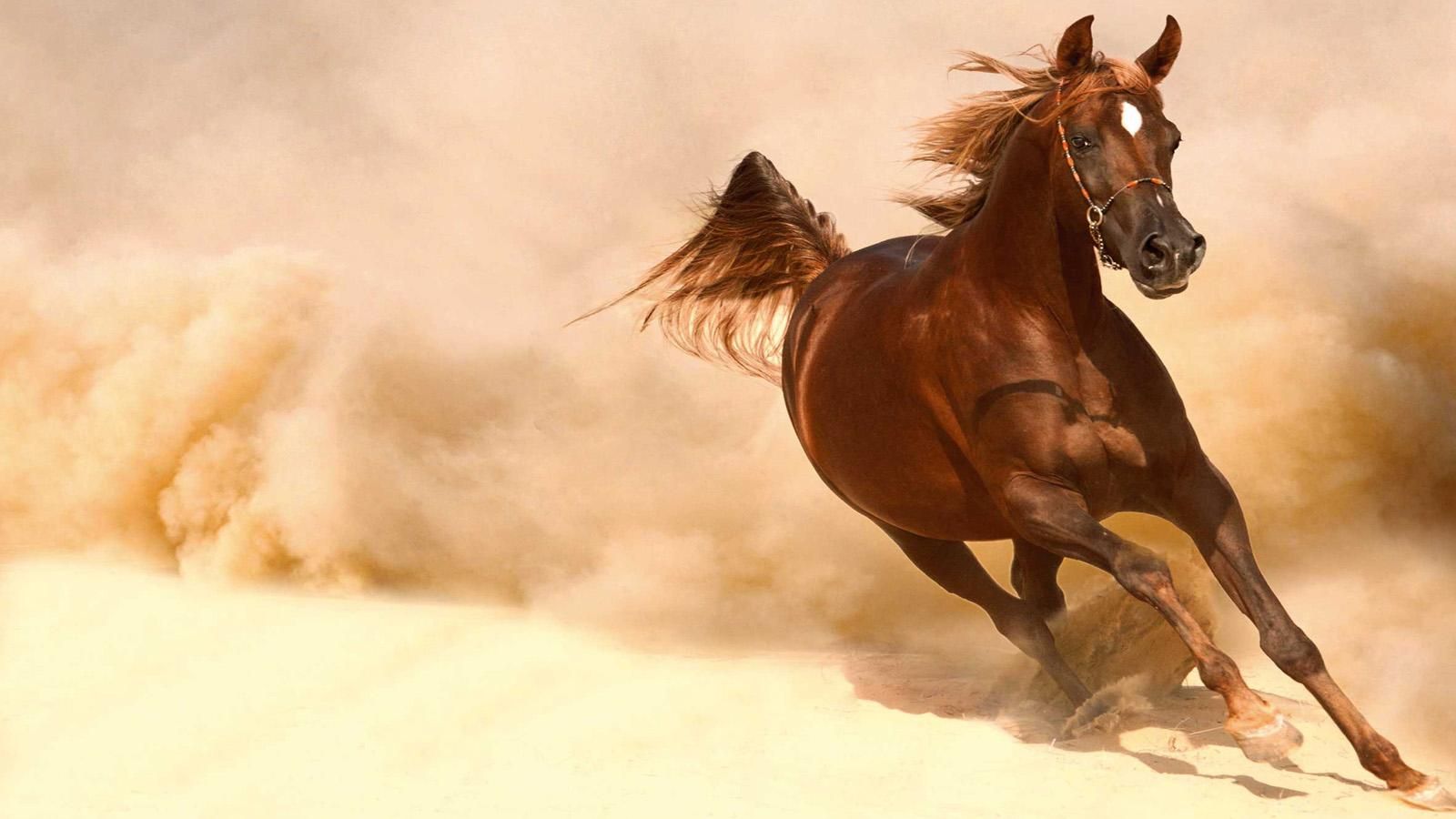 On Horses Arabic Horse Wallpaper