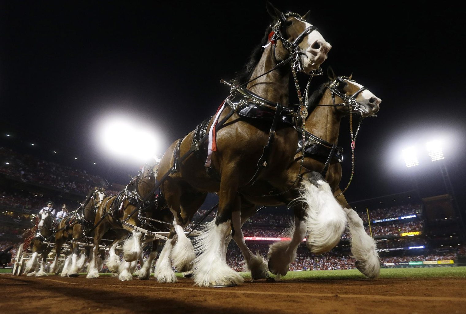 The Budweiser Clydesdales make their way around the field before Game