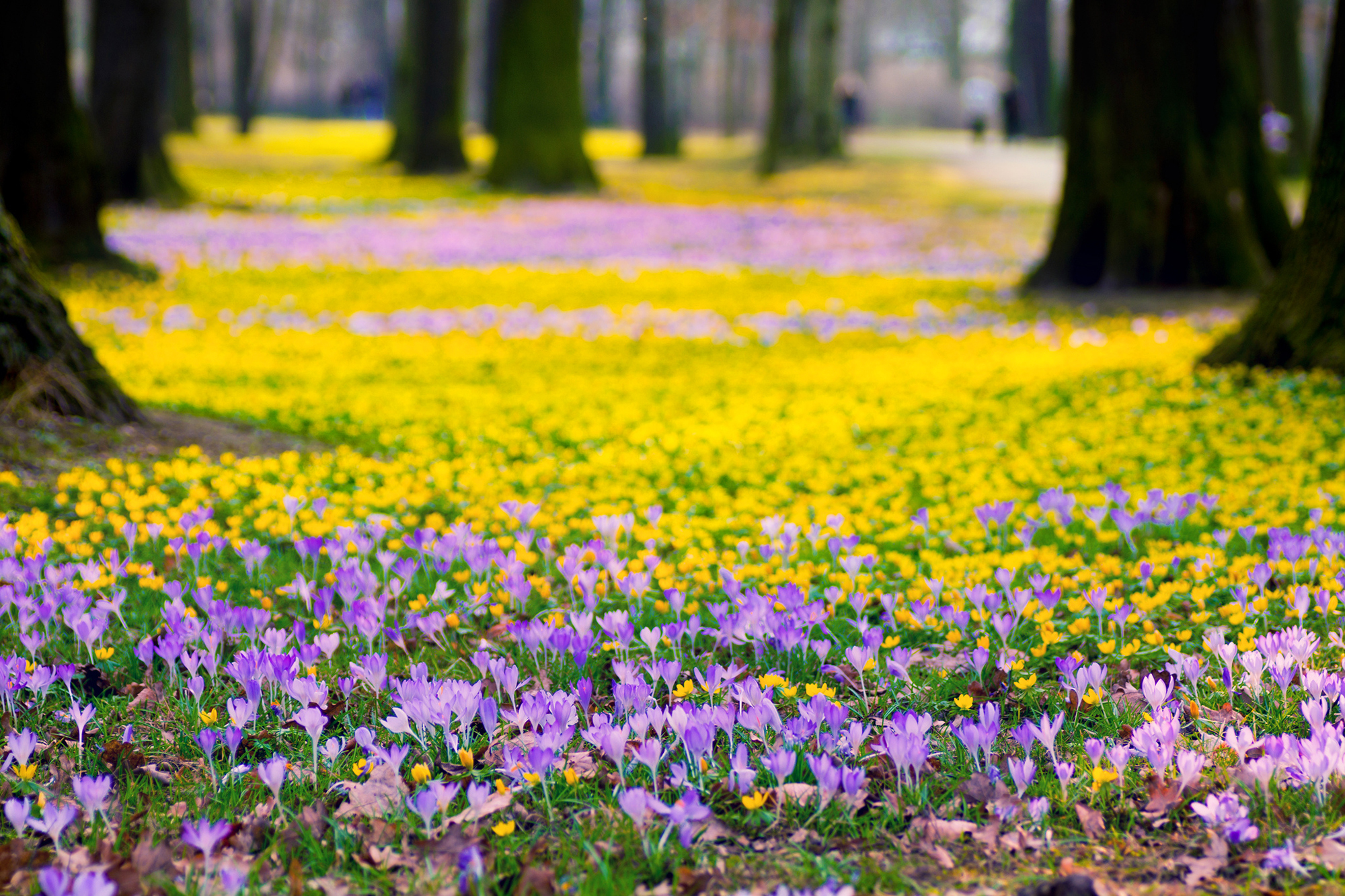 Purple Flowers Yellow Park Trees Nature Spring Wallpaper