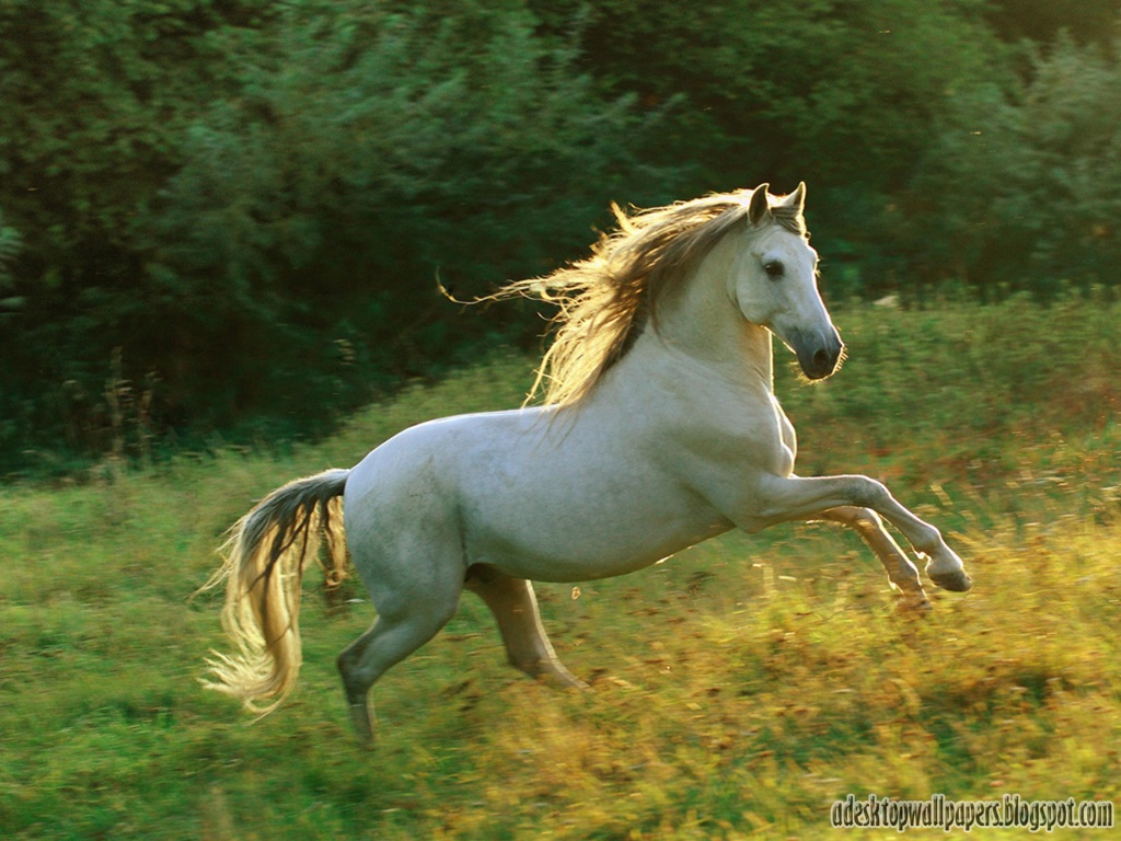 Horse Animal Desktop Wallpaper Pc