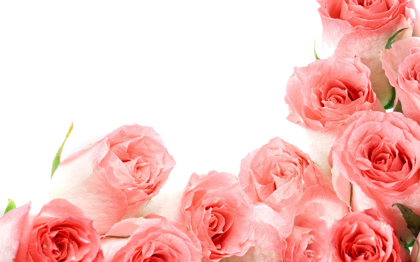 HD Background Rose Wallpaper