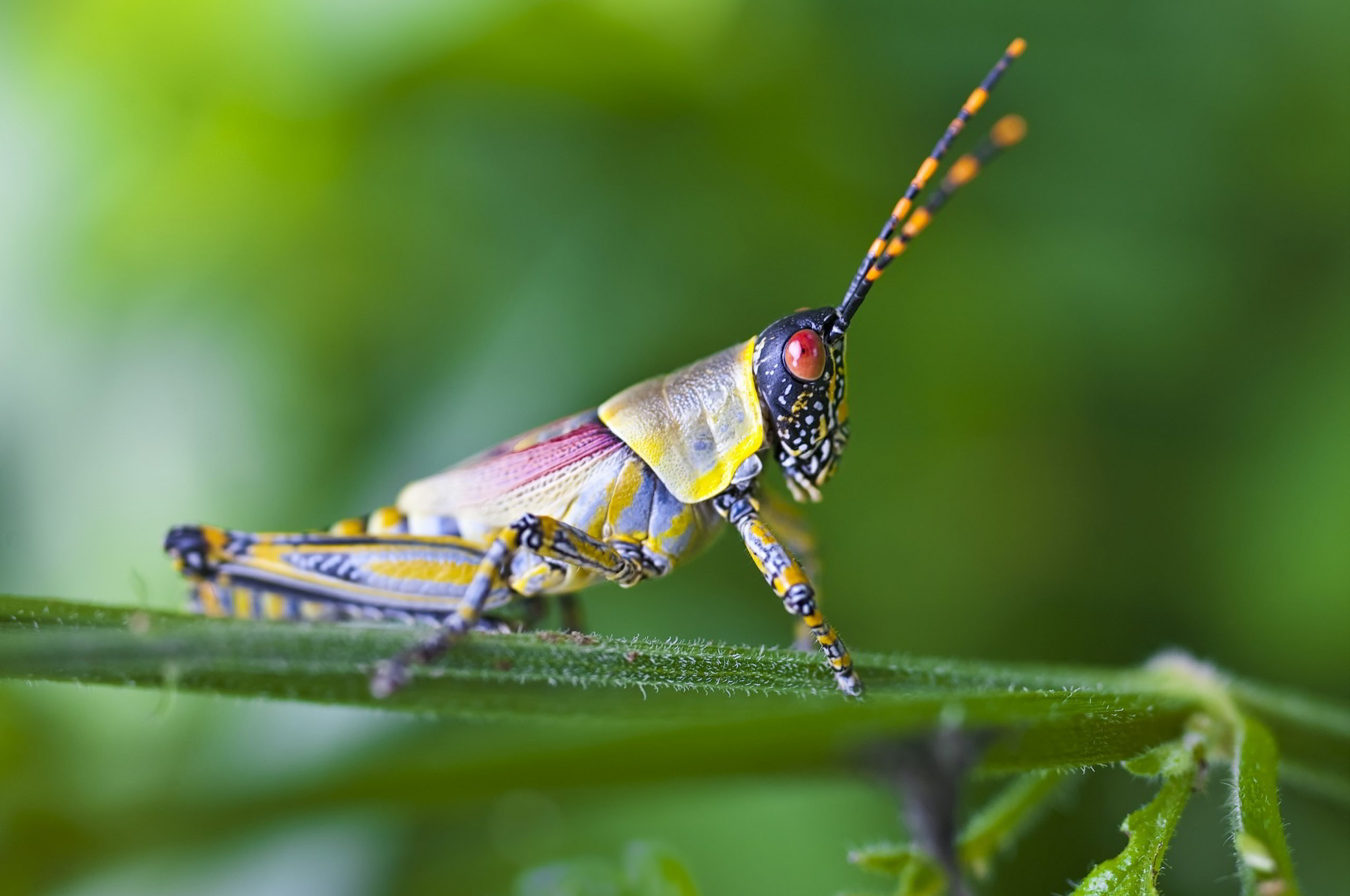 Top Grasshopper Wallpaper HD Animal Spot